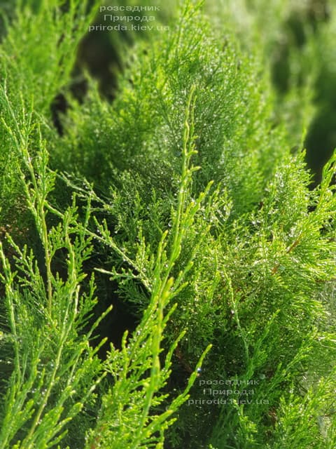 Ялівець середній / пфітцеріана Мінт Джулеп (Juniperus media / pfitzeriana Mint Julep) ФОТО Розсадник рослин Природа (5)