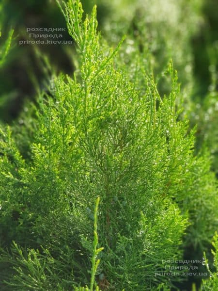 Ялівець середній / пфітцеріана Мінт Джулеп (Juniperus media / pfitzeriana Mint Julep) ФОТО Розсадник рослин Природа (6)