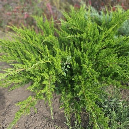 Ялівець середній / пфітцеріана Мінт Джулеп (Juniperus media / pfitzeriana Mint Julep) ФОТО Розсадник рослин Природа (7)
