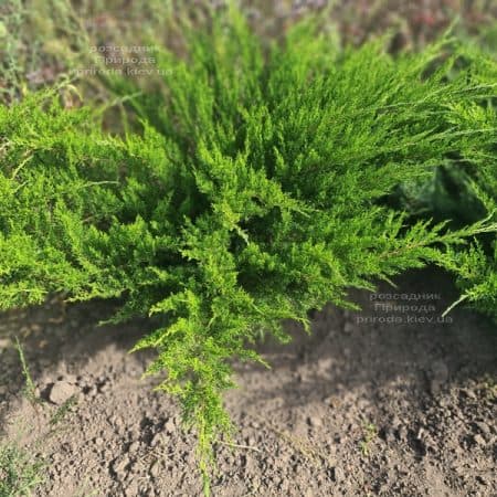 Ялівець середній / пфітцеріана Мінт Джулеп (Juniperus media / pfitzeriana Mint Julep) ФОТО Розсадник рослин Природа (8)
