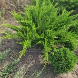 Ялівець середній / пфітцеріана Мінт Джулеп (Juniperus media / pfitzeriana Mint Julep) ФОТО Розсадник рослин Природа (9)