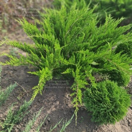 Ялівець середній / пфітцеріана Мінт Джулеп (Juniperus media / pfitzeriana Mint Julep) ФОТО Розсадник рослин Природа (9)