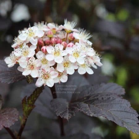 Пузыреплодник калинолистный Сентер Глоу (Physocarpus opulifolius Center Glow) ФОТО Питомник растений Природа