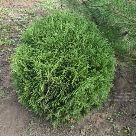 Туя західна куляста Хосері (Thuja occidentalis Hoseri) ФОТО Розсадник рослин Природа (1)