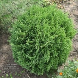 Туя західна куляста Хосері (Thuja occidentalis Hoseri) ФОТО Розсадник рослин Природа (2)