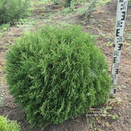 Туя западная шаровидная Хосери (Thuja occidentalis Hoseri) ФОТО Розсадник рослин Природа (3)