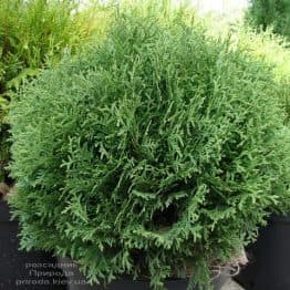 Туя західна куляста Хосері (Thuja occidentalis Hoseri) ФОТО Розсадник рослин Природа (4)