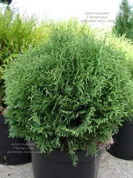 Туя західна куляста Хосері (Thuja occidentalis Hoseri) ФОТО Розсадник рослин Природа (4)