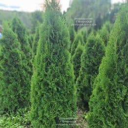 Туя західна Смарагд (Thuja occidentalis Smaragd) ФОТО Розсадник рослин Природа (1)