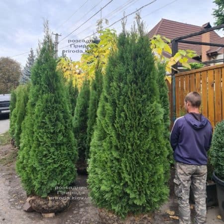 Туя західна Смарагд (Thuja occidentalis Smaragd) ФОТО Розсадник рослин Природа (3)