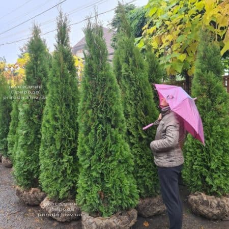 Туя західна Смарагд (Thuja occidentalis Smaragd) ФОТО Розсадник рослин Природа (4)