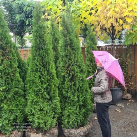 Туя західна Смарагд (Thuja occidentalis Smaragd) ФОТО Розсадник рослин Природа (5)