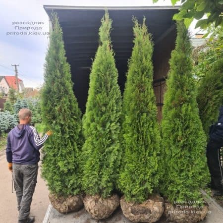 Туя західна Смарагд (Thuja occidentalis Smaragd) ФОТО Розсадник рослин Природа (6)