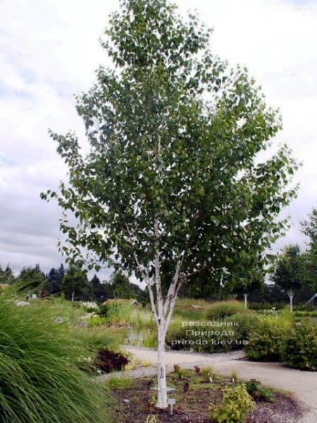 Береза Жакмона (Betula jacquemontii) ФОТО Розсадник рослин Природа (2)