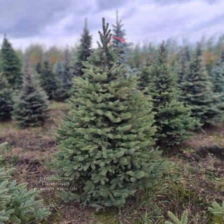 Ялина Глаука (Picea pungens Glauca) ФОТО Розсадник рослин Природа (10)
