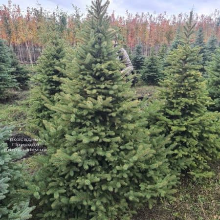 Ялина Глаука (Picea pungens Glauca) ФОТО Розсадник рослин Природа (13)