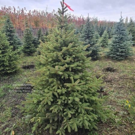 Ялина Глаука (Picea pungens Glauca) ФОТО Розсадник рослин Природа (14)
