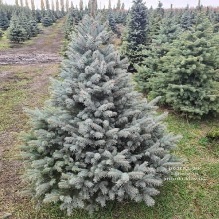 Ялина Глаука (Picea pungens Glauca) ФОТО Розсадник рослин Природа (15)