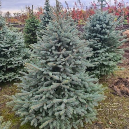 Ялина Глаука (Picea pungens Glauca) ФОТО Розсадник рослин Природа (16)