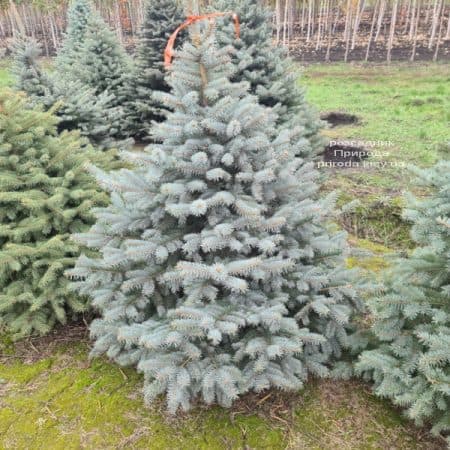 Ялина Глаука (Picea pungens Glauca) ФОТО Розсадник рослин Природа (17)