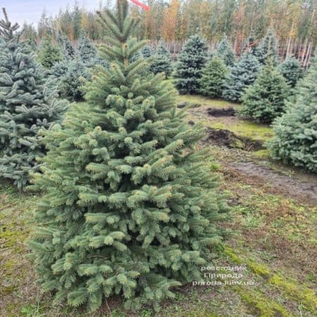 Ялина Глаука (Picea pungens Glauca) ФОТО Розсадник рослин Природа (18)
