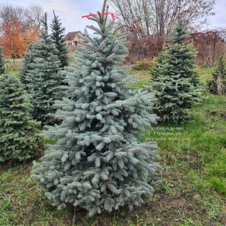 Ялина Глаука (Picea pungens Glauca) ФОТО Розсадник рослин Природа (19)