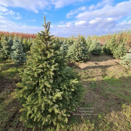 Ялина Глаука (Picea pungens Glauca) ФОТО Розсадник рослин Природа (2)