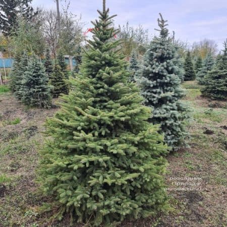 Ялина Глаука (Picea pungens Glauca) ФОТО Розсадник рослин Природа (20)
