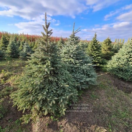 Ялина Глаука (Picea pungens Glauca) ФОТО Розсадник рослин Природа (3)