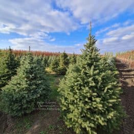 Ялина Глаука (Picea pungens Glauca) ФОТО Розсадник рослин Природа (4)