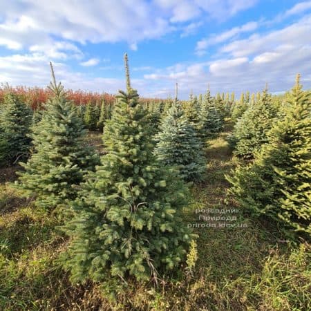 Ялина Глаука (Picea pungens Glauca) ФОТО Розсадник рослин Природа (5)
