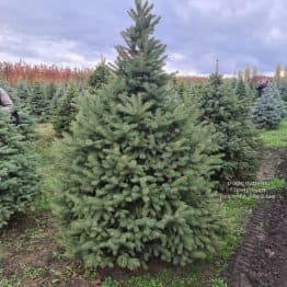 Ялина Глаука (Picea pungens Glauca) ФОТО Розсадник рослин Природа (6)