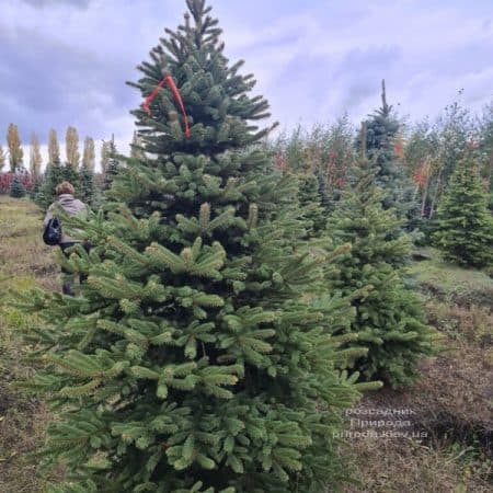Ялина Глаука (Picea pungens Glauca) ФОТО Розсадник рослин Природа (7)