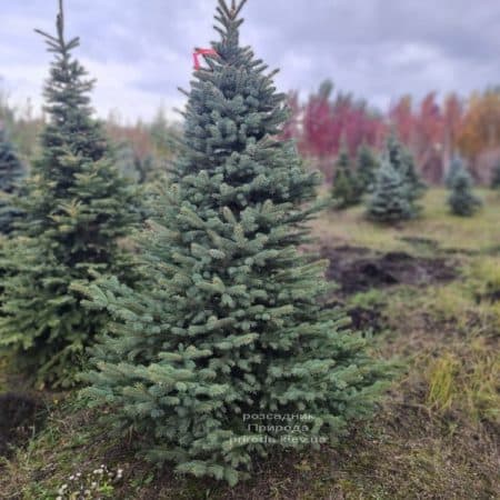 Ялина Глаука (Picea pungens Glauca) ФОТО Розсадник рослин Природа (8)