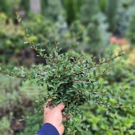 Кизильник Даммера Ейхольц (Cotoneaster radicans Eicholz) ФОТО Розсадник рослин Природа (5)