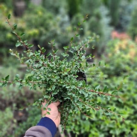 Кизильник Даммера Ейхольц (Cotoneaster radicans Eicholz) ФОТО Розсадник рослин Природа (6)