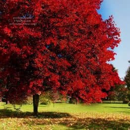 Клен червоний Брендівайн (Acer rubrum Brandywine) ФОТО Розсадник рослин Природа