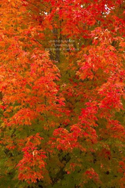 Клен червоний Октобер Глорі (Acer rubrum October Glory) ФОТО Розплідник рослин Природа (1)