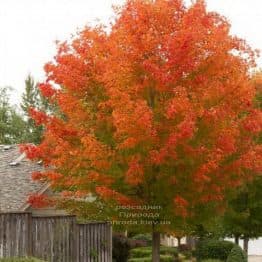 Клен червоний Октобер Глорі (Acer rubrum October Glory) ФОТО Розплідник рослин Природа (2)