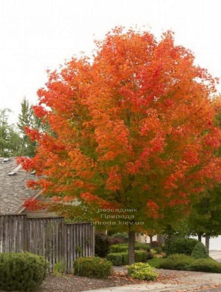 Клен червоний Октобер Глорі (Acer rubrum October Glory) ФОТО Розплідник рослин Природа (2)