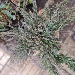 Ялівець горизонтальний Блю Чіп (Juniperus horizontalis Blue Chiр) ФОТО Розсадник рослин Природа (13)