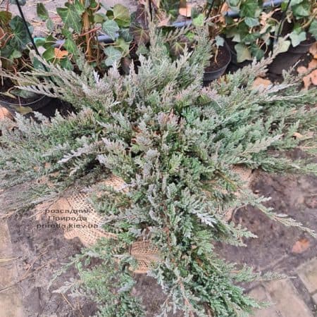 Ялівець горизонтальний Блю Чіп (Juniperus horizontalis Blue Chiр) ФОТО Розсадник рослин Природа (14)