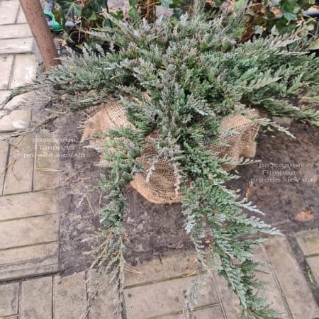 Ялівець горизонтальний Блю Чіп (Juniperus horizontalis Blue Chiр) ФОТО Розсадник рослин Природа (15)