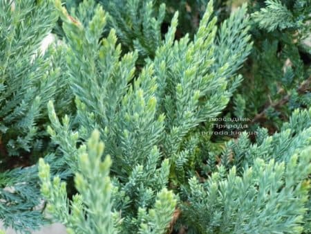 Ялівець горизонтальний Блю Чіп (Juniperus horizontalis Blue Chiр) ФОТО Розсадник рослин Природа (6)