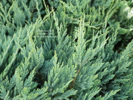 Ялівець горизонтальний Блю Чіп (Juniperus horizontalis Blue Chiр) ФОТО Розсадник рослин Природа (7)
