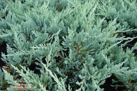 Ялівець горизонтальний Блю Чіп (Juniperus horizontalis Blue Chiр) ФОТО Розсадник рослин Природа (8)