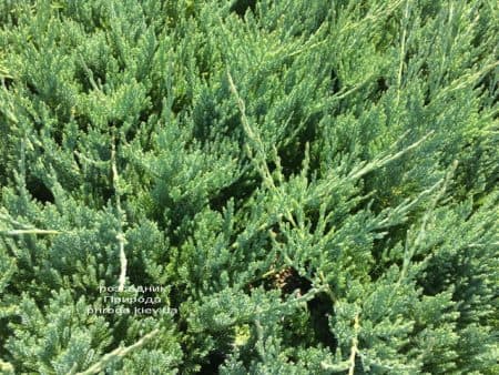 Ялівець горизонтальний Блю Чіп (Juniperus horizontalis Blue Chiр) ФОТО Розсадник рослин Природа (9)