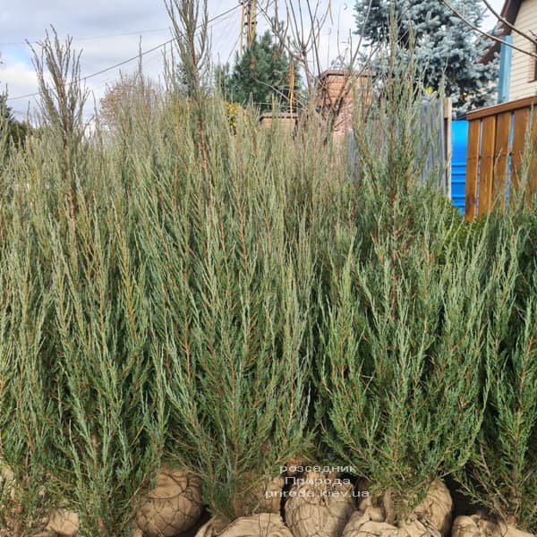 Ялівець скельний Блю Арроу (Juniperus scopolorum Blue Arrow) ФОТО Розсадник рослин Природа (56)