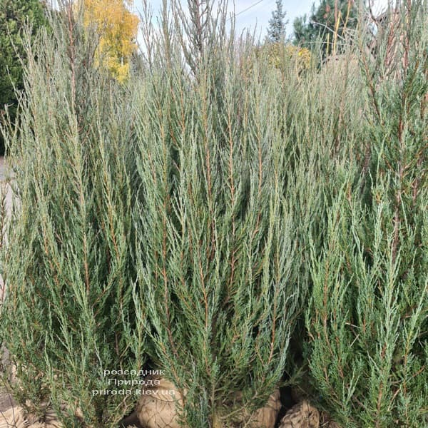 Ялівець скельний Блю Арроу (Juniperus scopolorum Blue Arrow) ФОТО Розсадник рослин Природа (57)