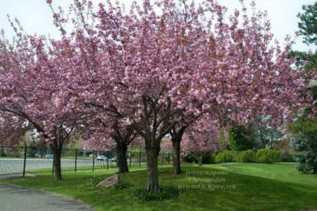 Сакура Канзан (Вишня дрібнопильчаста) (Prunus serrulata Kanzan) ФОТО Розсадник рослин Природа (2)